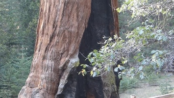 Video: Grant tree from bottom to top